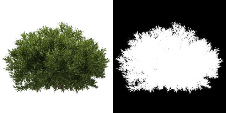Left view of tree (Sabina Pingii) png with alpha channel to cutout 3D rendering	

