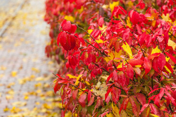USA, Maine, Wiscasset with autumn foliage.