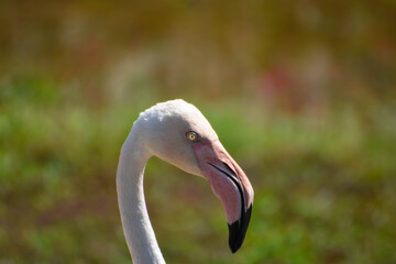 Fototapeta premium White flamingo A bird with long legs and neck Its beak is large and likes to stand on one leg while sleeping.
