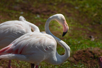 White flamingo A bird with long legs and neck Its beak is large and likes to stand on one leg while sleeping.