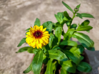Bellis perennis is a common European species of daisy, of the family Asteraceae, often considered the archetypal species of that name.