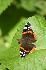 Fairy butterfly admiral 