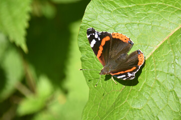 Fototapeta na wymiar Fairy butterfly admiral 