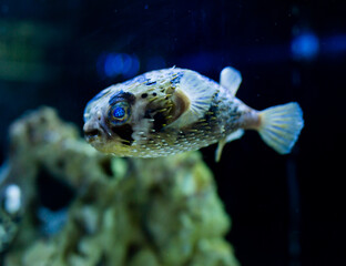 View of exotic tropical balloonfish also known as spiny porcupinefish and spiny puffer behind glass...