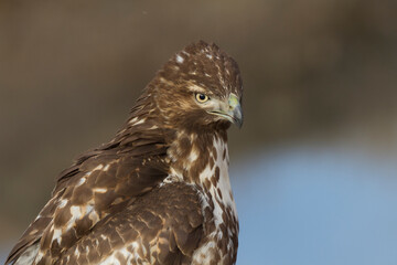 Red-tailed hawk portrait with background of brown and blue hues taken in New Mexico, United States