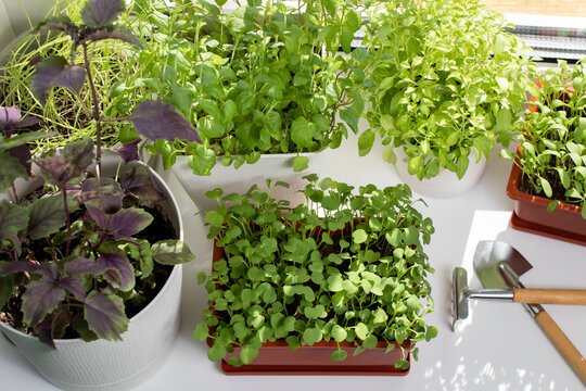 Arugula and other edible herbs grow in pots on the windowsill. Growing healthy vitamin greens at home.