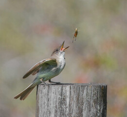 Eastern phoebe (Sayornis phoebe) with a brown winter grasshopper (Amblytropidia mysteca), tossing in air, soft bokeh background