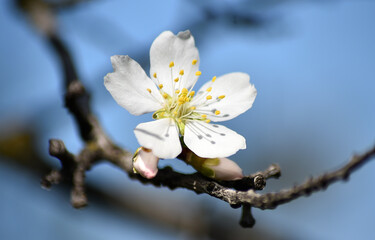 almond flower in spring 