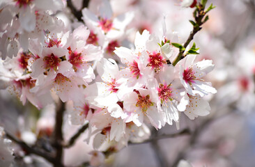 almond flower in spring 