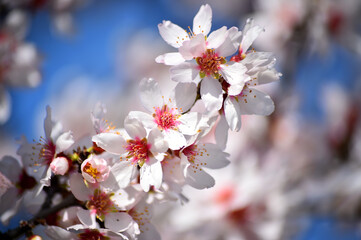 almond flower in spring 