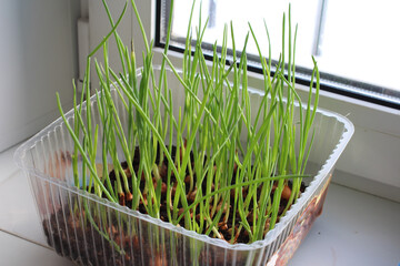 green plant sprouts sprouted onions at home on the window in the spring vitamin greens for food