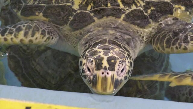Sea turtles in the aquarium