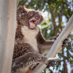 Laughing koala