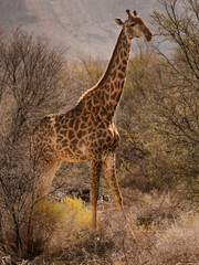 giraffe walking in the savannah