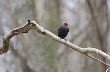 A brown-headed cowbird perching on the tree branch