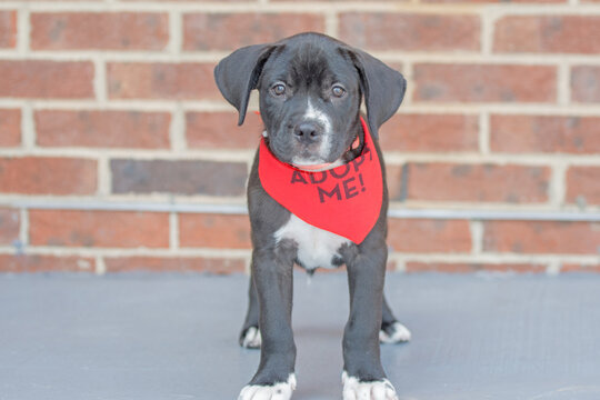 Adorable lab mix puppy hoping to get adopted
