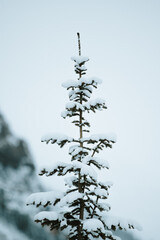 snow covered trees