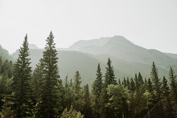forest in the mountains