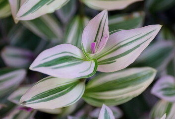 Fototapeta premium Beautiful green, white and purple color of Small-Leaf Spiderwort Nanouk