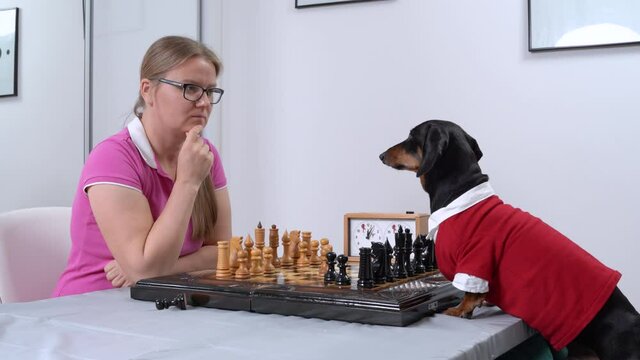 Serious blonde woman with glasses plays chess with smart dachshund dog in stylish red and white blouse at table in light room