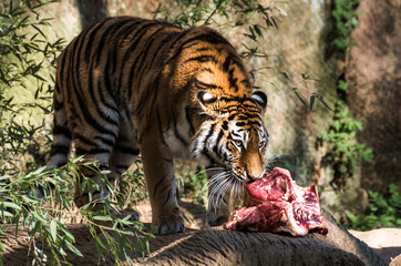 Tiere in der natur