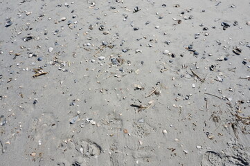 Shells Debris on Wet Beach Sand