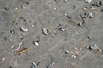 Wet Sand and Shells