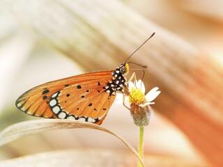 Butterflies flying on the flowers.