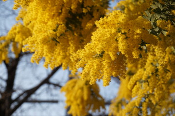 満開のミモザ
