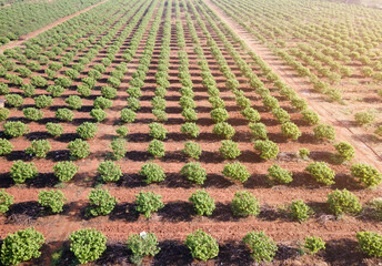 Aerial view farmland,top view, aerial drone photo