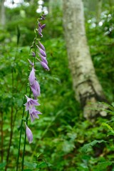 紫色の花を咲かせるギボウシ