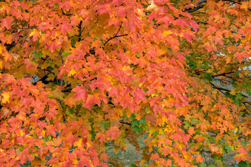 Colorful fall foliage, Massachusetts, USA.
