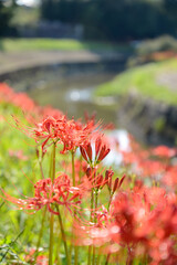 彼岸花　お彼岸　球根　花　赤　白