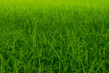 Green rice trees in the field in the rainy season Southeast asia