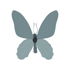 Vector illustration of butterfly cartoon on white background - 419284003
