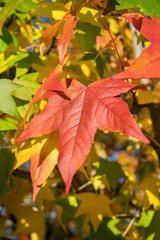 Colorful Maple leaves, Massachusetts, USA.