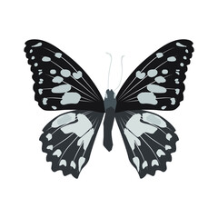 Vector illustration of butterfly cartoon on white background - 419284066