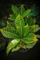The leaves of a beautiful garden croton plant © faffy06