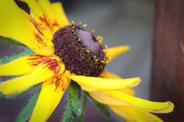 Side view of a Rudbeckia flower in bloom