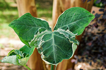 Obraz premium Trifoliate Leaf