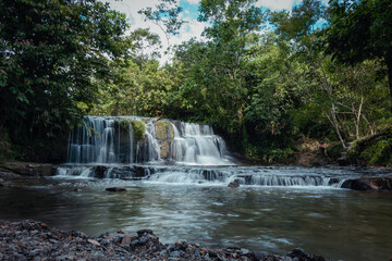 Fototapeta premium Jungle 1