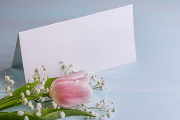A branch of gypsophila and a pink tulip and a sheet of paper on a blue background. Postcard with a...