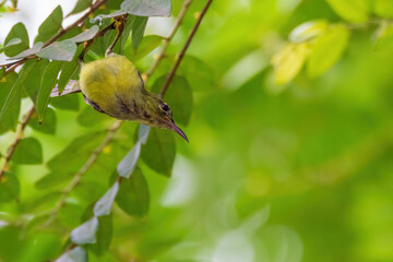 beautiful Olive-backed sunbird perched on twig