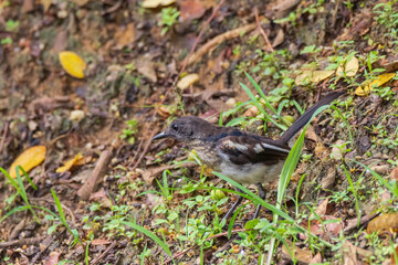 beautiful oriental-magpie robin in nature
