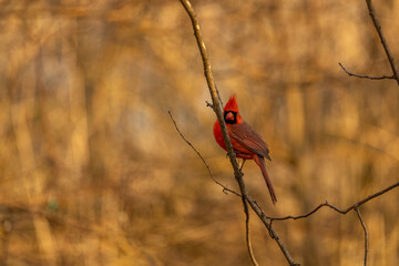 Northern Cardinal (Cardinalis cardinalis) in March afternoon on the branches