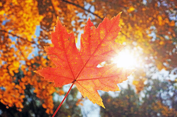 maple leaf in sunlight