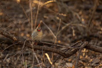 Northern Cardinal (Cardinalis cardinalis) in March afternoon on the branches