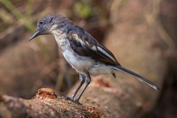 beautiful oriental-magpie robin in nature