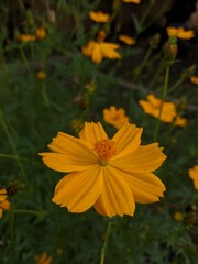 yellow flower on the grass