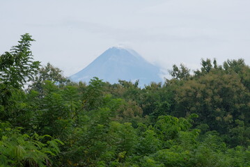 merapi mountain with tree on foreground